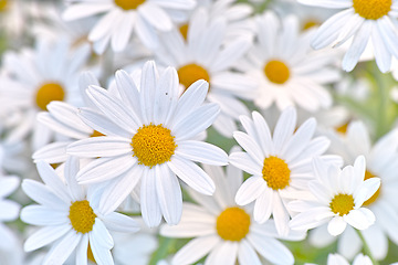 Image showing Flowers, daisies and field in garden in the countryside, environment and park in summer. Leaves, chamomile plant and meadow in nature outdoor for growth, ecology and natural floral bloom with closeup