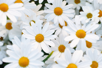 Image showing Flowers, daisies and top view at field in garden in the countryside, environment or park in summer. Leaves, chamomile plant and above at meadow in nature outdoor for growth, ecology or floral closeup