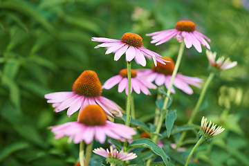 Image showing Nature, petal and pink daisy field in spring with natural landscape, morning blossom and floral bush. Growth, plants and flowers in green backyard garden, calm countryside and sustainable environment