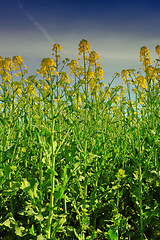 Image showing Nature, sunset and flowers in calm field with natural landscape, morning blossom and floral zen. Growth, agriculture and rapeseed in green garden, countryside or sustainable environment for farming