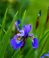 Image showing Nature, spring and iris in calm field with natural landscape, morning blossom and floral zen. Growth, peace and purple flower bush in green backyard garden, countryside and sustainable environment