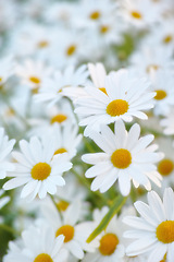 Image showing Flowers, field and daisies in garden, environment and park in summer with closeup. Leaves, chamomile and plants at meadow in nature outdoor for growth, ecology and floral bloom in the countryside