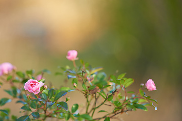 Image showing Nature, spring and rose bush in field with natural landscape, morning blossom and floral bloom. Growth, peace and pink flowers in green backyard garden, countryside mockup and sustainable environment