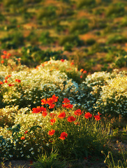 Image showing Nature, flowers and wild bush in field with natural landscape, morning blossom and floral bloom. Growth, sun and red poppies with green backyard garden, calm countryside and sustainable environment.