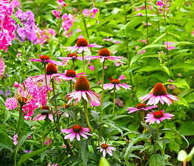 Image showing Nature, spring and pink flowers in field with natural landscape, morning blossom and floral zen. Growth, plants and daisy bush with green backyard garden, calm countryside and sustainable environment