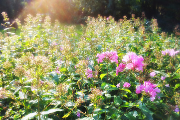 Image showing Nature, sunshine and bush of flowers in garden with natural landscape, morning blossom and floral bloom. Growth, flare and pink phlox in green backyard, countryside field and sustainable environment.