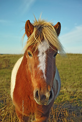 Image showing Horse, portrait and nature filed on countryside farm or agriculture adventure in environment, ranch or traveling. Animal, face and blue sky in summer or rural Texas outdoor or field, relax or outside