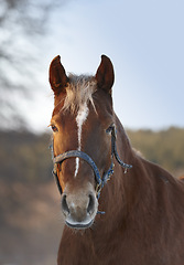 Image showing Horse, portrait and countryside land in nature ranch or environmental outdoor for adventure, agriculture or wellness. Stallion, face and grass field in Texas for riding farmland, vacation or travel