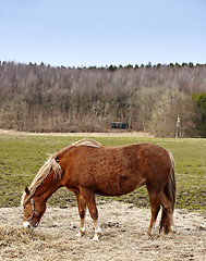 Image showing Horse, animal and countryside grazing in nature for riding adventure on farm land or outdoor, ranch or environment. Stallion, bridle and stable in Texas for holiday travel for outside, food or eating