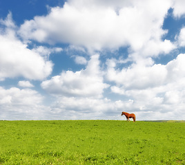 Image showing Horse, grass field and countryside land in summer or travel environment fr explore Texas, vacation or agriculture. Animal, pet and clouds or relax grazing on wild ranch or outdoor, wellness or trip