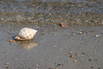 Image showing sea and seashell