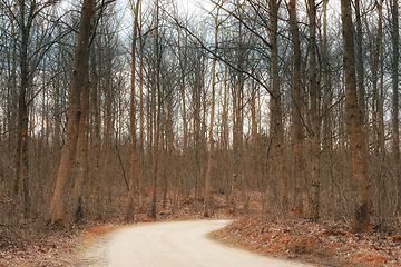 Image showing Road, landscape and trees with forest in countryside for travel, adventure and roadtrip with woods in nature. Street, pathway and location in Africa with direction, roadway or environment for tourism