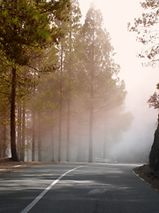 Image showing Road, trees and sky with fog in winter for journey, travel and trip on highway with overcast weather. Environment, cloudy and street at countryside with nature, horizon and view of forest or woods