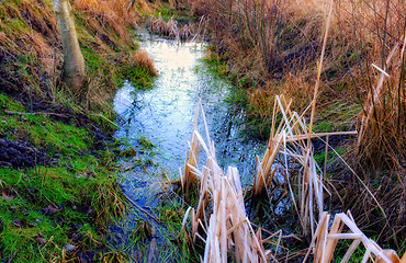 Image showing Landscape, forest and river with trees for environment, ecosystem and ecology outdoors. Natural background, nature and aerial of water for scenic view, travel destination and terrain in countryside