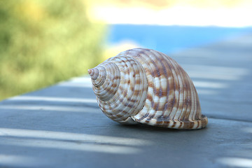 Image showing seashell