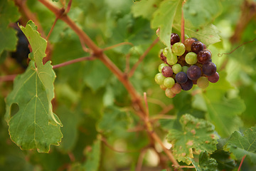Image showing Grapes, leaves and vineyard for agriculture, sustainable and wine industry on farm in South Africa. Fruit, plant and organic for eco friendly, winery and production for sustainability and environment