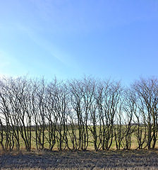 Image showing Forest, trees and blue sky with environment, countryside and climate with spring and sunshine. Growth, plants and woods with natural and grass with farm and landscape with field and sustainability