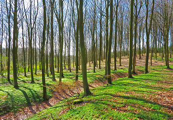 Image showing Outdoor, nature and trees in agriculture forest for eco friendly, agro or ecology landscape. Plants, field and sustainable green environment with leaves, branches and path in woods in countryside.