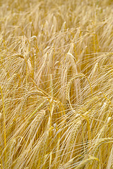 Image showing Wheat, farm and closeup in field with plant, leaves or growth of grain for production of agriculture. Sustainable, farming and crop of organic food, grass and outdoor in summer, nature or pasture