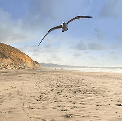 Image showing Flight, beach and seagull with blue sky, sand and freedom for animals in migration or travel in air. Nature, wings and bird flying with calm clouds, ocean and tropical landscape with summer wildlife.