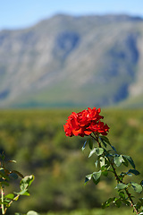 Image showing Nature, mountain and flower in calm field with natural landscape, morning blossom and floral zen. Growth, peace and red flower bush with green garden, countryside hill and sustainable environment.