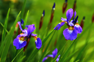 Image showing Nature, spring and flowers in calm garden with natural landscape, morning blossom and floral zen. Growth, peace and purple iris bush with green backyard grass, countryside and sustainable environment