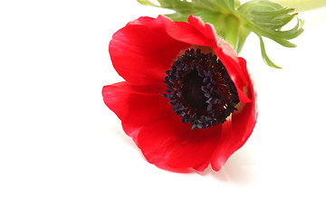 Image showing red flower closeup