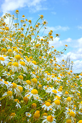 Image showing Nature, blue sky and daisy field with clouds in natural landscape, morning blossom and floral bush. Growth, peace and flowers with green backyard garden, calm countryside and sustainable environment.