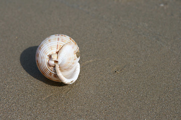 Image showing seashell on sandy beach