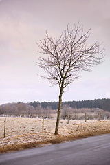 Image showing Leafless, tree and road in nature with field, rural and season change in agriculture landscape. Environment and climate for ecology and deforestation, country side and forest for wood in winter