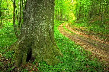 Image showing Forest, woods and environment with trees, bark and grass with spring and nature with plants. Empty, road and countryside with landscape and peace with ecology and growth with field, path and green