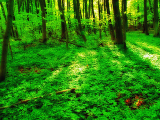 Image showing Forest, trees and ground foliage in nature environment or summer outdoor, explore or plants. Woods, greenery and green leaves or tropical paradise in countryside or ecosystem bush, vegetation or park