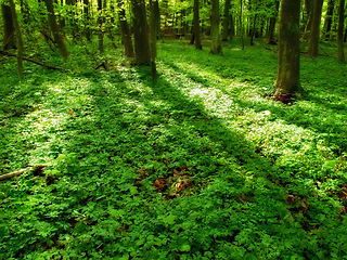 Image showing Forest, trees and ground foliage with plant environment or summer outdoor, explore or plants. Woods, greenery and green leaves or tropical paradise in countryside or ecosystem, vegetation or park