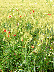 Image showing Wheat field, harvest and countryside environment in nature or small business development for summer, plant or outdoor. Grass, sunshine and ecosystem in Mexico with clean energy, vegetation or foliage