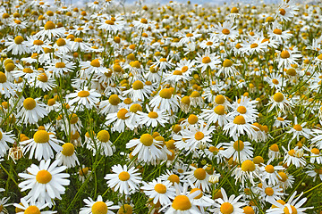 Image showing Daisies, field and countryside or nature environment in spring or outdoor exploring or garden, sustainable or growth. Flowers, leaves and land in England for summer weather or flora, location or sun