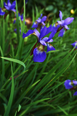 Image showing Nature, spring and purple iris in field with natural landscape, calm morning blossom and floral zen. Growth, peace and flower bush with green backyard garden, countryside and sustainable environment.