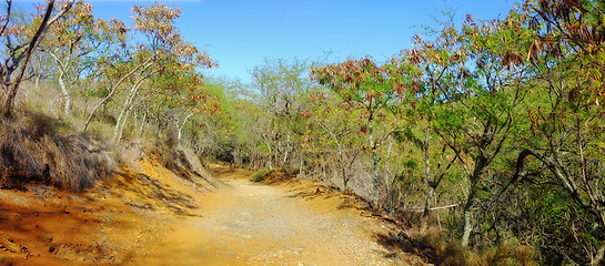 Image showing Trail, landscape and path for safari in nature for travel, adventure or hiking with blue sky in South Africa. Pathway, gravel road or location with plants, roadway or environment for holiday and trip