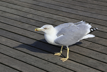 Image showing Seagull standing on the wooden pier