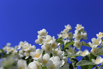 Image showing Beautiful branches of a spring bush on blue sky background