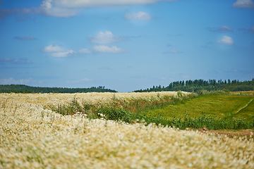 Image showing Sky, fields and environment with countryside for flowers, agro farming and plant growth in nature. Background, travel and landscape of meadow horizon, lawn or natural pasture for grass and ecology