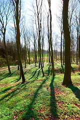 Image showing Sustainable, nature and trees in outdoor forest for eco friendly, agro or ecology landscape. Plants, field and agriculture green environment with leaves, branches and path in woods in countryside.