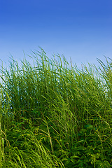 Image showing Sky, meadow and nature with countryside for grass, agro farming and plant growth in summer. Background, botanical and landscape of environment, lawn or natural pasture for crops and ecology on filed