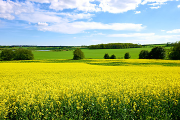 Image showing Yellow, field or environment with grass for flowers, agro farming or sustainable growth in nature. Background, canola plants and landscape of meadow, lawn or natural pasture for crops and ecology