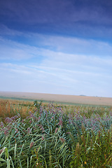 Image showing Plants, field or nature with common reed, flowers or sustainable growth in environment. Sky in background, outdoor crops or landscape of grass, lawn or natural pasture for agriculture and ecology
