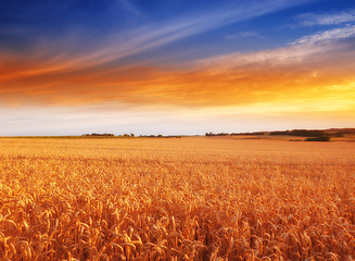 Image showing Landscape, sunset and nature with wheat field, sky and environment for travel in countryside. Plant, grain and crops with horizon for natural background, sun and agriculture for sustainability