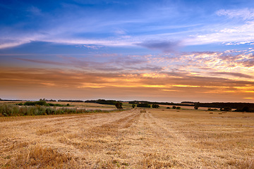 Image showing Landscape, nature and wheat field for farming, agriculture and sustainability in countryside or environment with sunset. An empty land with clouds in sky and cereal, rice or hay production outdoor