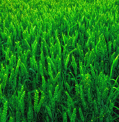 Image showing Green, wheat and field or nature environment or countryside agriculture with sustainability harvest, vegetation or growth. Plants, leaf and land outdoor in China for clean energy, farming or rural