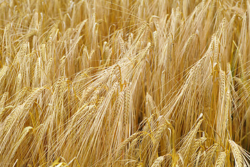 Image showing Wheat, farm and plants closeup in field with leaves or growth of grain for production of agriculture. Sustainable, farming and crop of organic food, grass and outdoor in summer, nature or pasture