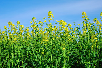 Image showing Nature, blue sky and flowers in calm field with natural landscape, morning blossom and floral zen. Growth, agriculture and rapeseed in green garden, countryside or sustainable environment for farming