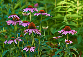 Image showing Nature, spring and pink daisy field with natural landscape, morning blossom and floral bush. Growth, peace and flowers in bloom in green backyard garden, calm countryside and sustainable environment.